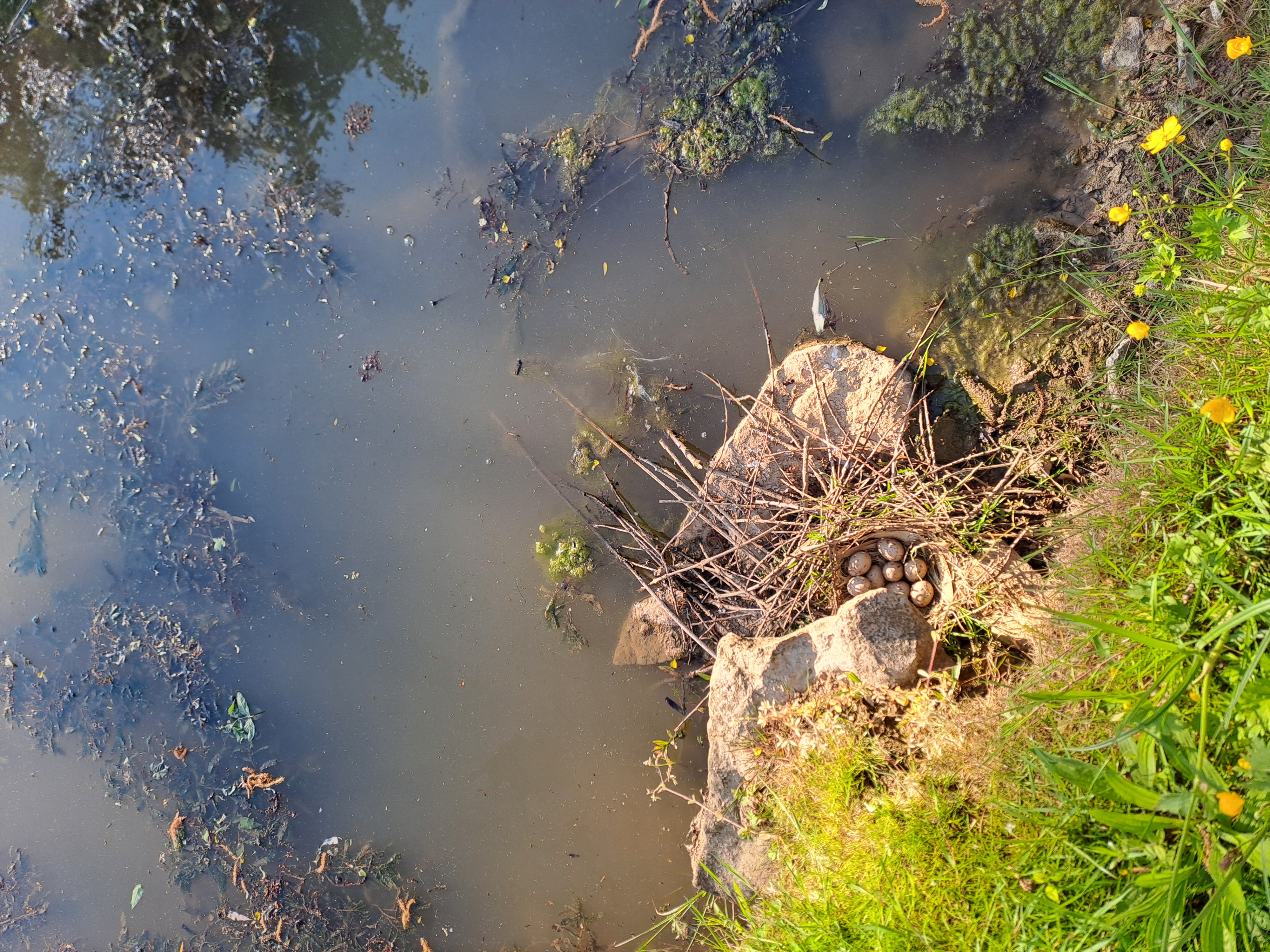 poule d’eau
