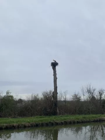 arbre mort avec en haut de celui-ci, un nid de cigogne avec l'animal dedans