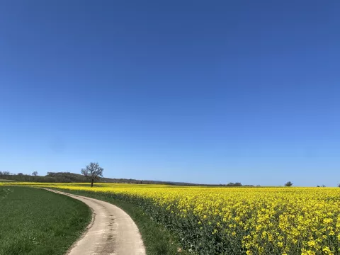 champ de colza