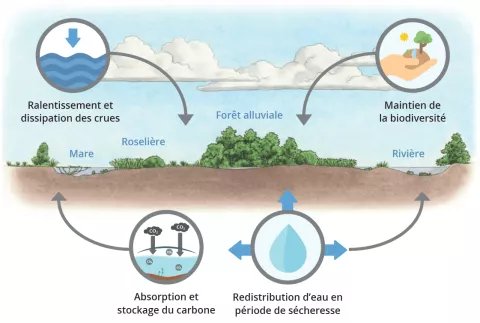schéma sur le role d'une zone humide 
