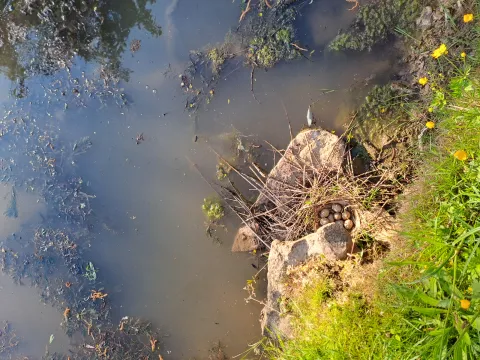 poule d’eau